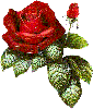 Роза аватар